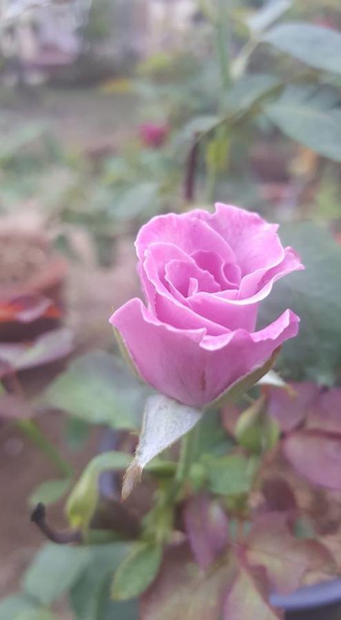 Bed and Breakfast Baangaimuan Lamphun Zewnętrze zdjęcie